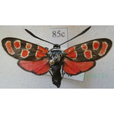 Zygaena carniolica (Scopoli, 1763) Kraśnik rzęsinowiec Spain85c